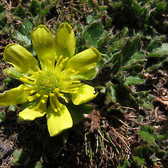 Ranunculus pachyrrhizus