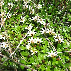 Selliera microphylla