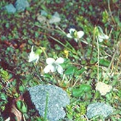 Viola cunninghamii
