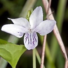 Viola lyallii