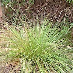 Carex virgata • New Zealand Plant Conservation Network
