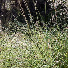 Carex virgata • New Zealand Plant Conservation Network