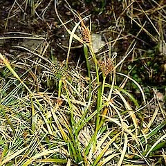 Carex wakatipu
