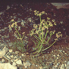 Anisotome filifolia