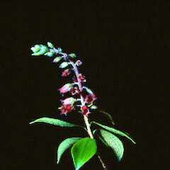 Archeria racemosa