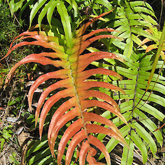 Parablechnum novae-zelandiae
