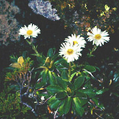 Celmisia hieraciifolia var. hieraciifolia