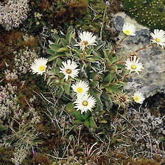 Celmisia hieraciifolia var. oblonga