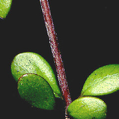 Coprosma crassifolia