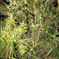 Coprosma dodonaeifolia