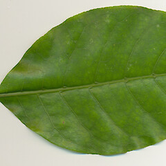 Coprosma grandifolia