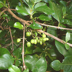 Coprosma macrocarpa subsp. macrocarpa