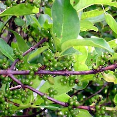 Coprosma macrocarpa subsp. minor