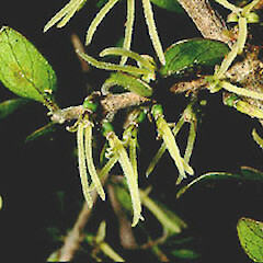 Coprosma parviflora