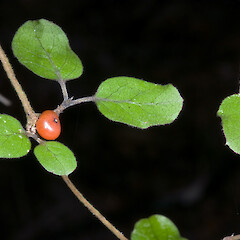 Coprosma rotundifolia