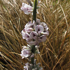 Carmichaelia crassicaulis subsp. racemosa