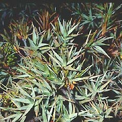 Dracophyllum pubescens