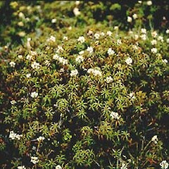 Dracophyllum recurvum