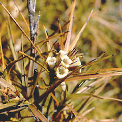 Dracophyllum sinclairii