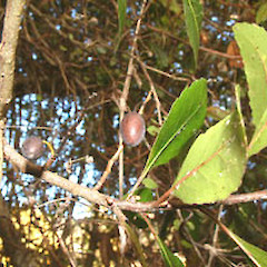 Elaeocarpus hookerianus • New Zealand Plant Conservation Network