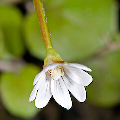 Epilobium brunnescens subsp. brunnescens