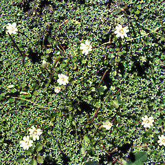 Epilobium brunnescens subsp. minutiflorum