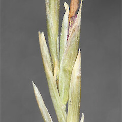 Festuca matthewsii subsp. latifundii