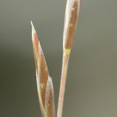 Festuca matthewsii subsp. aquilonia