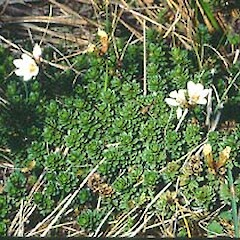 Forstera sedifolia