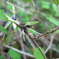 Fuchsia perscandens