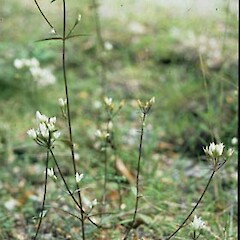 Gentianella tenuifolia