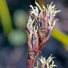 Machaerina rubiginosa