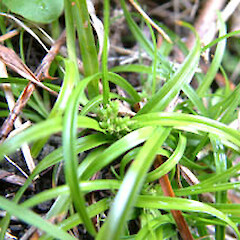 Carex breviculmis