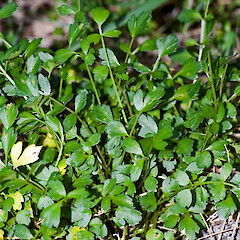 Apium prostratum subsp. prostratum var. filiforme
