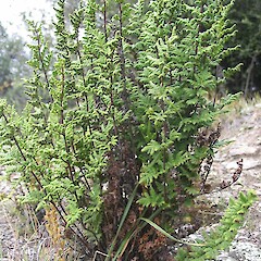 Cheilanthes sieberi subsp. sieberi