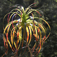 Dracophyllum elegantissimum
