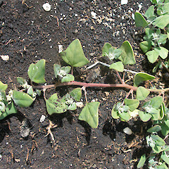 Chenopodium trigonon subsp. trigonon