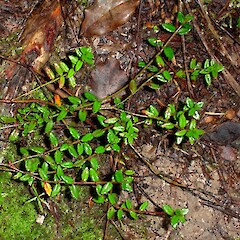 Gonocarpus incanus