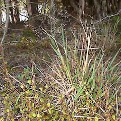 Lachnagrostis billardierei subsp. billardierei