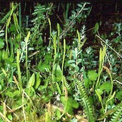 Ophioglossum coriaceum