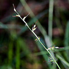 Oplismenus hirtellus subsp. imbecillis
