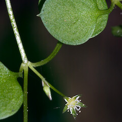 Stellaria parviflora