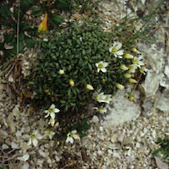 Gentianella astonii subsp. arduana