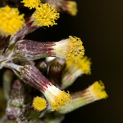 Senecio glomeratus subsp. glomeratus