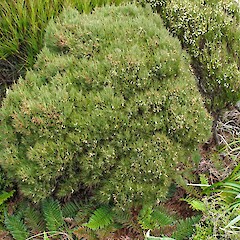 Dracophyllum cockayneanum