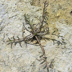 Chaerophyllum basicola