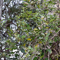 Parsonsia capsularis var. grandiflora
