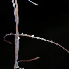 Parsonsia capsularis var. tenuis