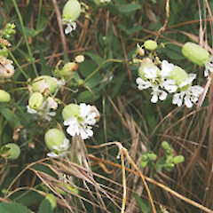 Silene vulgaris subsp. vulgaris