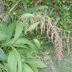 setaria palmifolia